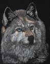 %22Neeko%22%20Siberian%20Husky (thumbnail)