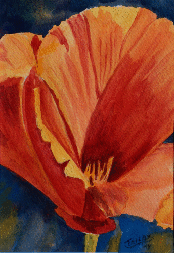 Gold%20Poppy (large view)