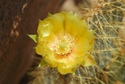 Trina Schneider - Joshua Tree 