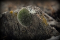 Mossy Rock