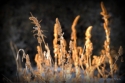 Winter wheat