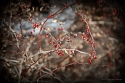 Winter Berries on Canyon Road