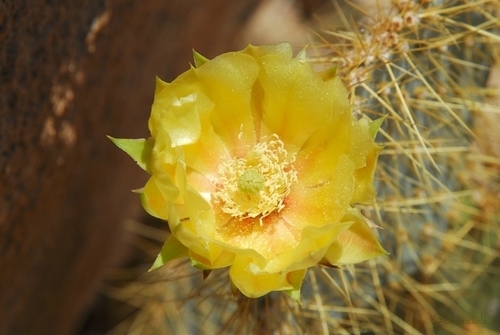 Photography-Color-Joshua Tree 