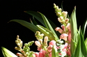 tracie stackhouse, farmington, nm, color photo, stilllife, detail, bouquet, floral,elegance - Floral Photography