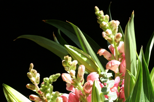 Photography-Color-Pinks