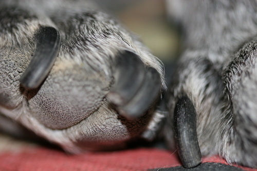 Photography-Color-Pugtoes