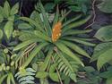 Jungle%20Flower (thumbnail)