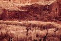 Wine Vineyard Sicily