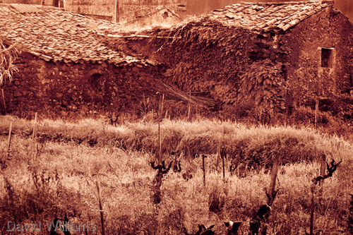 Photography-Digital-Wine Vineyard Sicily