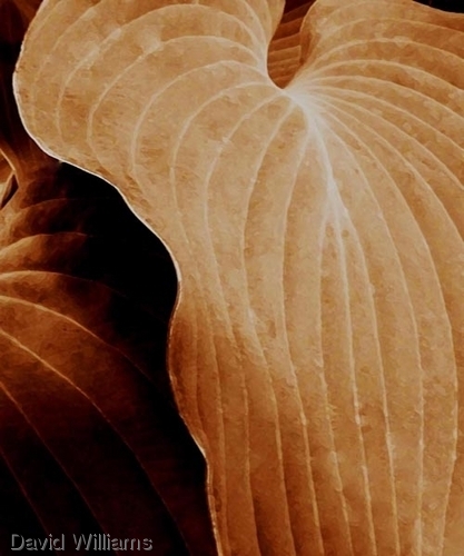 Photography-Digital-Botanical Studies
