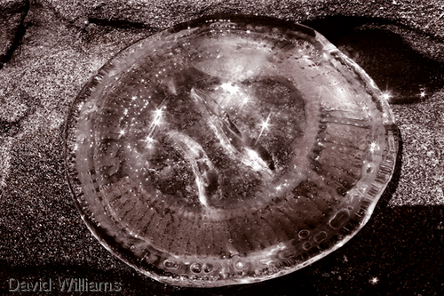 Photography-Digital-BioSphere / jellyfish