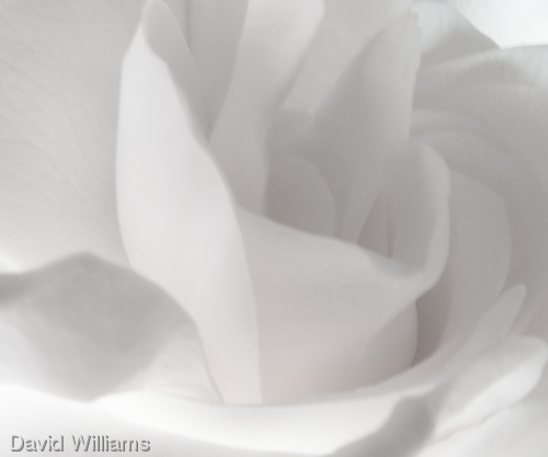Photography-Digital-White Rose