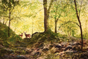 Bill Updegraff - Deer