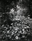 Waterfall Pinhole Image - Landscape Photography