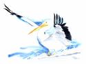 WHITE PELICAN