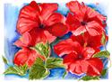 RED HIBISCUS