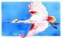FLYING ROSEATE SPOONBILL