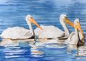 SWIMMING WHITE PELICANS