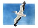 FLYING WHITE PELICAN