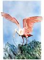 ROSEATE SPOONBILL