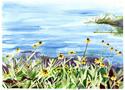 BLACK EYED SUSANS