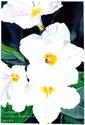 Victoria, Marcellan, Allen, watercolor, painting, petunias, white, floral, flowers, garden, green - Floral Painting