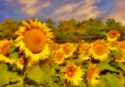 A Field Of Sunflowers A%20Field%20Of%20Sunflowers (thumbnail)