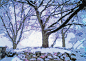 Ypsilanti In Winter Ypsilanti%20In%20Winter (thumbnail)