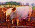 Das Schwein Das%20Schwein (thumbnail)