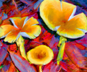 Toadstools Toadstools (thumbnail)