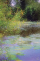 The Pond The%20Pond (thumbnail)