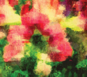 Amaryllis Amaryllis (thumbnail)