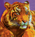 Bengal Tiger Bengal%20Tiger (thumbnail)