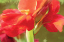 Canna Lilies Canna%20Lilies (thumbnail)