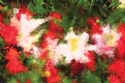 Salvia and White Lilies Salvia%20and%20White%20Lilies (thumbnail)