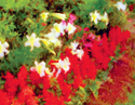 Flowerbed With Red Salvia Flowerbed%20With%20Red%20Salvia (thumbnail)