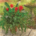 A Pot Of Bromeliads A%20Pot%20Of%20Bromeliads (thumbnail)