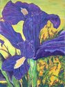 Purple Iris