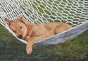 Dog's Life