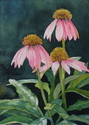 Vicki Greene - Coneflowers