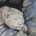 Snow Leopard