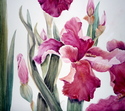Irisis (thumbnail)