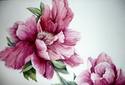Dusty%20Rose%20Peony (thumbnail)
