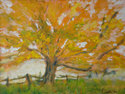 Orange Tree splendor