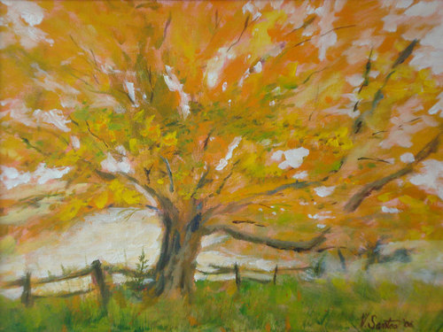 Orange Tree splendor