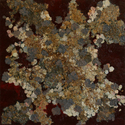 Hydrangea%20%236 (thumbnail)