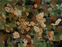 Hydrangea%20%238 (thumbnail)