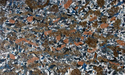 Hydrangea%20%2315 (thumbnail)