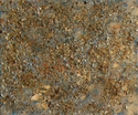 Hydrangea%20%2316 (thumbnail)