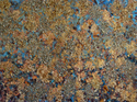 Hydrangea%20%2317 (thumbnail)